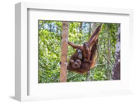 Indonesia, Central Kalimatan-Nigel Pavitt-Framed Photographic Print