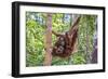 Indonesia, Central Kalimatan-Nigel Pavitt-Framed Photographic Print