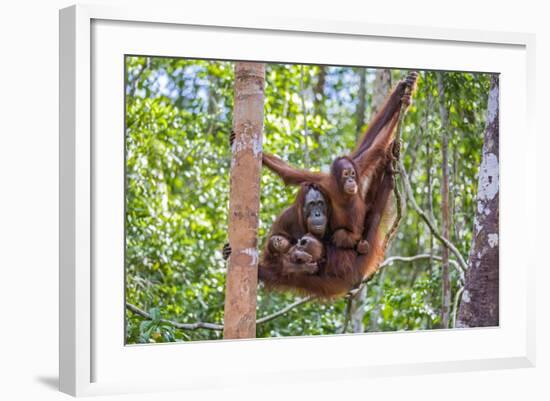 Indonesia, Central Kalimatan-Nigel Pavitt-Framed Photographic Print