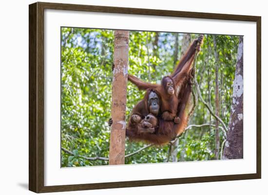 Indonesia, Central Kalimatan-Nigel Pavitt-Framed Photographic Print