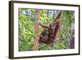 Indonesia, Central Kalimatan-Nigel Pavitt-Framed Photographic Print