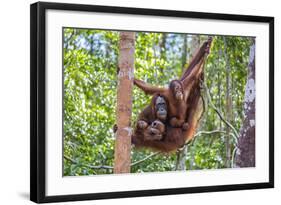 Indonesia, Central Kalimatan-Nigel Pavitt-Framed Photographic Print