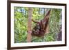 Indonesia, Central Kalimatan-Nigel Pavitt-Framed Photographic Print