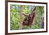 Indonesia, Central Kalimatan-Nigel Pavitt-Framed Photographic Print