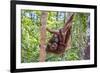 Indonesia, Central Kalimatan-Nigel Pavitt-Framed Photographic Print