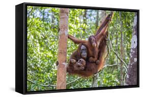 Indonesia, Central Kalimatan-Nigel Pavitt-Framed Stretched Canvas