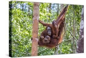 Indonesia, Central Kalimatan-Nigel Pavitt-Stretched Canvas