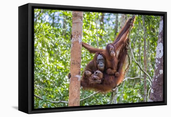 Indonesia, Central Kalimatan-Nigel Pavitt-Framed Stretched Canvas