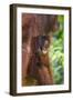 Indonesia, Central Kalimatan-Nigel Pavitt-Framed Photographic Print