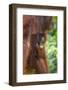 Indonesia, Central Kalimatan-Nigel Pavitt-Framed Photographic Print