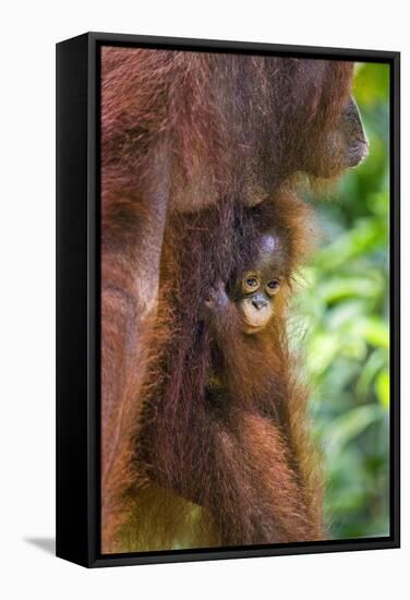 Indonesia, Central Kalimatan-Nigel Pavitt-Framed Stretched Canvas