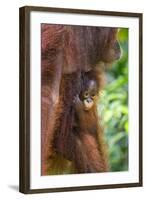 Indonesia, Central Kalimatan-Nigel Pavitt-Framed Photographic Print