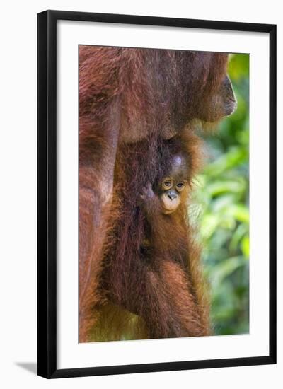 Indonesia, Central Kalimatan-Nigel Pavitt-Framed Photographic Print