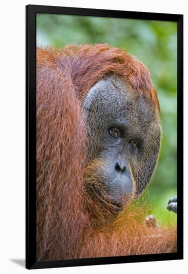 Indonesia, Central Kalimatan-Nigel Pavitt-Framed Premium Photographic Print