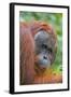 Indonesia, Central Kalimatan-Nigel Pavitt-Framed Photographic Print