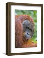 Indonesia, Central Kalimatan-Nigel Pavitt-Framed Photographic Print