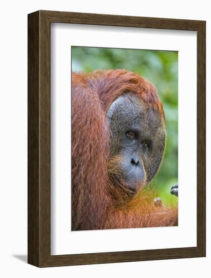 Indonesia, Central Kalimatan-Nigel Pavitt-Framed Photographic Print