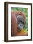 Indonesia, Central Kalimatan-Nigel Pavitt-Framed Photographic Print