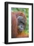 Indonesia, Central Kalimatan-Nigel Pavitt-Framed Photographic Print