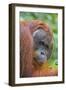 Indonesia, Central Kalimatan-Nigel Pavitt-Framed Photographic Print