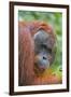 Indonesia, Central Kalimatan-Nigel Pavitt-Framed Photographic Print