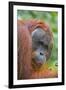 Indonesia, Central Kalimatan-Nigel Pavitt-Framed Photographic Print