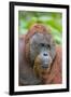 Indonesia, Central Kalimatan-Nigel Pavitt-Framed Photographic Print