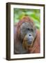 Indonesia, Central Kalimatan-Nigel Pavitt-Framed Premium Photographic Print