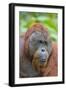 Indonesia, Central Kalimatan-Nigel Pavitt-Framed Premium Photographic Print