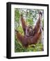 Indonesia, Central Kalimatan-Nigel Pavitt-Framed Photographic Print