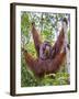 Indonesia, Central Kalimatan-Nigel Pavitt-Framed Photographic Print