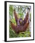 Indonesia, Central Kalimatan-Nigel Pavitt-Framed Photographic Print