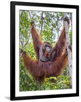 Indonesia, Central Kalimatan-Nigel Pavitt-Framed Photographic Print