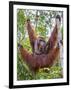 Indonesia, Central Kalimatan-Nigel Pavitt-Framed Photographic Print