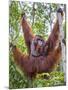 Indonesia, Central Kalimatan-Nigel Pavitt-Mounted Photographic Print