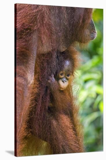 Indonesia, Central Kalimatan-Nigel Pavitt-Stretched Canvas