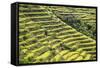 Indonesia, Flores Island, Bajawa. Farmers Harvest Rice on Terraced Rice Fields Near Bajawa.-Nigel Pavitt-Framed Stretched Canvas