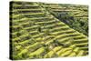 Indonesia, Flores Island, Bajawa. Farmers Harvest Rice on Terraced Rice Fields Near Bajawa.-Nigel Pavitt-Stretched Canvas