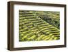 Indonesia, Flores Island, Bajawa. Farmers Harvest Rice on Terraced Rice Fields Near Bajawa.-Nigel Pavitt-Framed Photographic Print