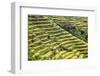 Indonesia, Flores Island, Bajawa. Farmers Harvest Rice on Terraced Rice Fields Near Bajawa.-Nigel Pavitt-Framed Photographic Print