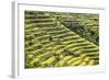 Indonesia, Flores Island, Bajawa. Farmers Harvest Rice on Terraced Rice Fields Near Bajawa.-Nigel Pavitt-Framed Photographic Print