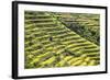 Indonesia, Flores Island, Bajawa. Farmers Harvest Rice on Terraced Rice Fields Near Bajawa.-Nigel Pavitt-Framed Photographic Print