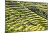Indonesia, Flores Island, Bajawa. Farmers Harvest Rice on Terraced Rice Fields Near Bajawa.-Nigel Pavitt-Mounted Photographic Print
