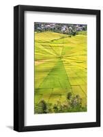 Indonesia, Flores Island, Cancar. the Attractive Spider S Web Rice Paddies Near Ruteng.-Nigel Pavitt-Framed Photographic Print