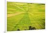 Indonesia, Flores Island, Cancar. the Attractive Spider S Web Rice Paddies Near Ruteng.-Nigel Pavitt-Framed Photographic Print