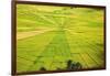 Indonesia, Flores Island, Cancar. the Attractive Spider S Web Rice Paddies Near Ruteng.-Nigel Pavitt-Framed Photographic Print