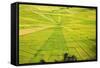 Indonesia, Flores Island, Cancar. the Attractive Spider S Web Rice Paddies Near Ruteng.-Nigel Pavitt-Framed Stretched Canvas