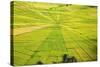 Indonesia, Flores Island, Cancar. the Attractive Spider S Web Rice Paddies Near Ruteng.-Nigel Pavitt-Stretched Canvas