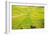 Indonesia, Flores Island, Cancar. the Attractive Spider S Web Rice Paddies Near Ruteng.-Nigel Pavitt-Framed Photographic Print