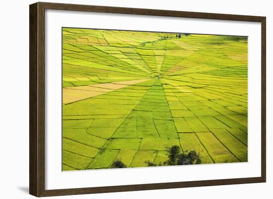 Indonesia, Flores Island, Cancar. the Attractive Spider S Web Rice Paddies Near Ruteng.-Nigel Pavitt-Framed Photographic Print